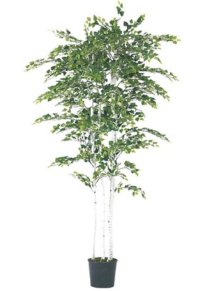 180cmバーチツリー(ナチュラルトランク)