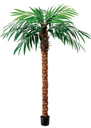 270cmココナッツツリー